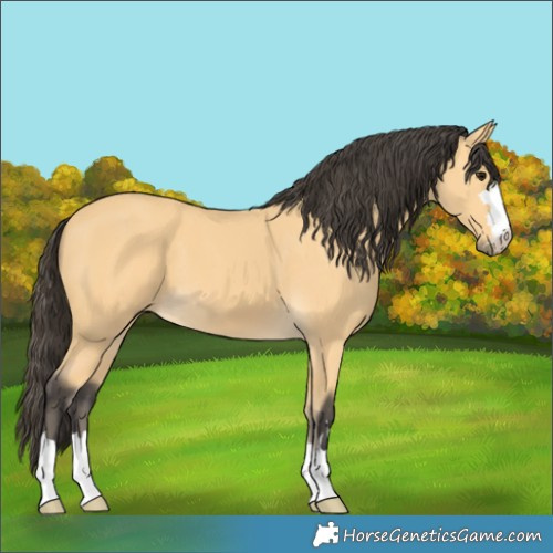 Horse Color:Buckskin 