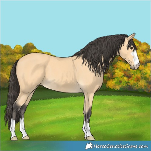 Horse Color:Buckskin 