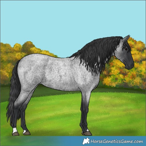 Horse Color:Blue Roan 