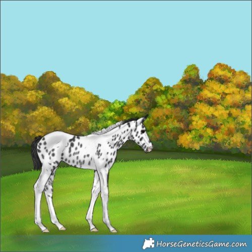 Horse Color:Black Tobiano Appaloosa Rabicano 