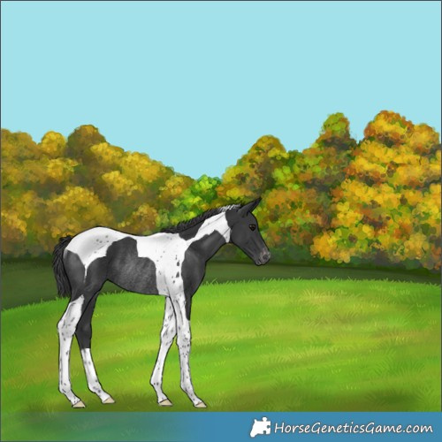 Horse Color:Black Tobiano Appaloosa Rabicano 