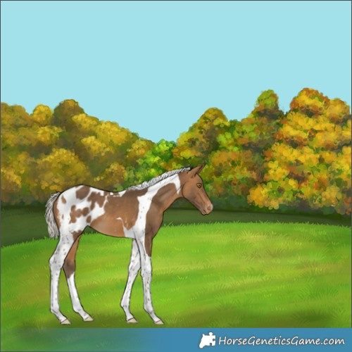 Horse Color:Silver Buckskin Tobiano Appaloosa 