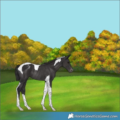 Horse Color:Smoky Black Tobiano Appaloosa Rabicano 