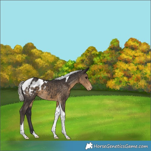 Horse Color:Silver Smoky Black Tobiano Appaloosa 