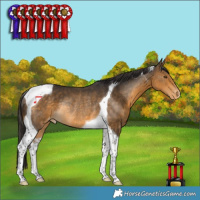 Horse Color:Buckskin Tobiano Appaloosa Rabicano