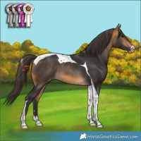 Horse Color:Buckskin Tobiano Appaloosa Rabicano 