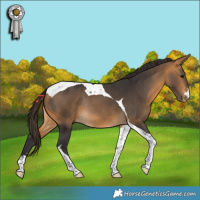 Horse Color:Buckskin Tobiano Appaloosa Rabicano 