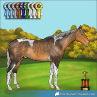 Horse Color:Silver Buckskin Tobiano Appaloosa Rabicano