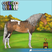 Horse Color:Silver Buckskin Tobiano Appaloosa Rabicano 