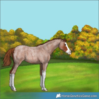 Horse Color:Red Roan Splash 