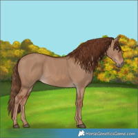 Horse Color:Red Dun 