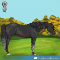 Horse Color:Brown Tobiano 