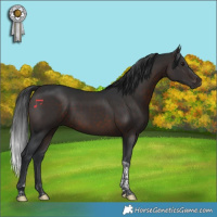 Horse Color:Brown Tobiano 