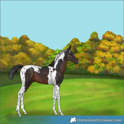 Horse Color:Brown Tobiano 