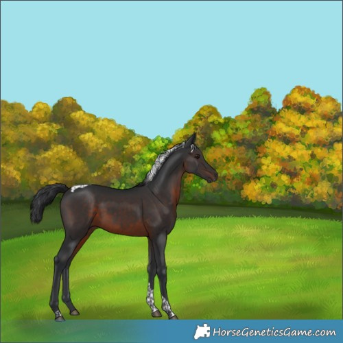 Horse Color:Brown Tobiano 