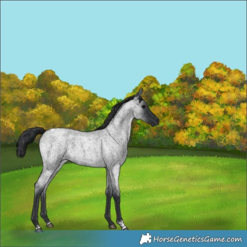 Horse Color:Blue Roan Tobiano 