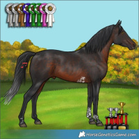 Horse Color:Brown Tobiano