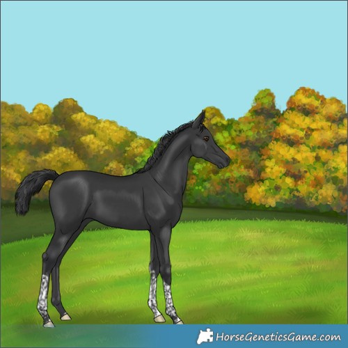 Horse Color:Black Tobiano 