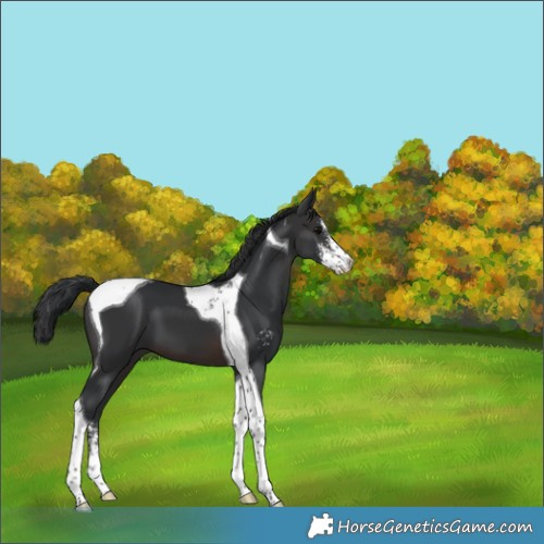 Horse Color:Brown Sabino Tobiano 