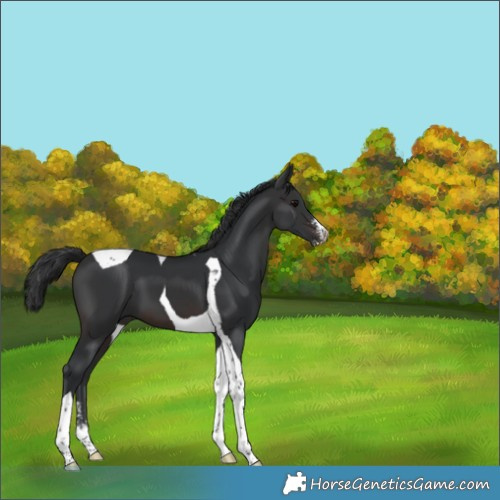 Horse Color:Brown Sabino Tobiano 