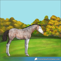 Horse Color:Bay Roan Splash 