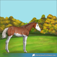 Horse Color:Silver Bay Splash Rabicano 