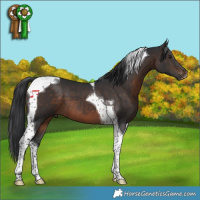 Horse Color:Brown Tobiano