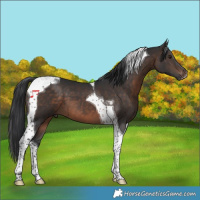 Horse Color:Brown Tobiano 
