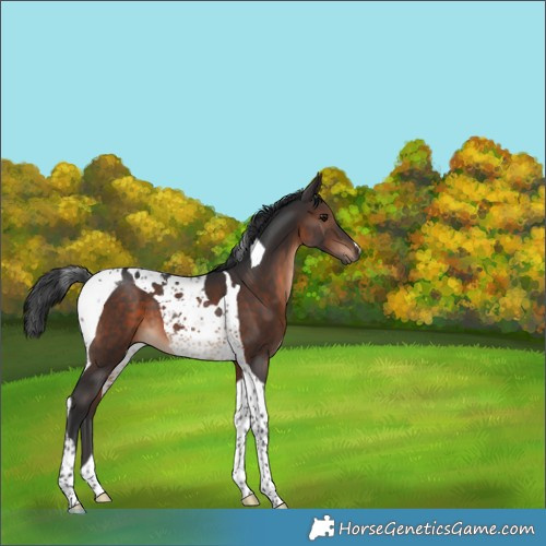 Horse Color:Brown Tobiano 