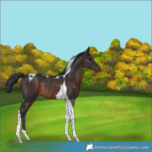 Horse Color:Brown Tobiano Rabicano 