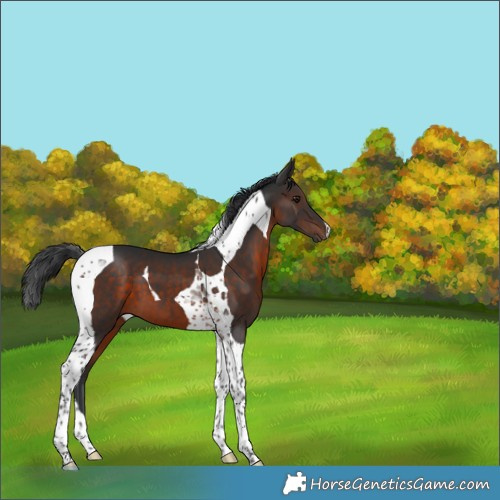 Horse Color:Brown Tobiano 