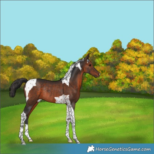 Horse Color:Brown Tobiano Rabicano 