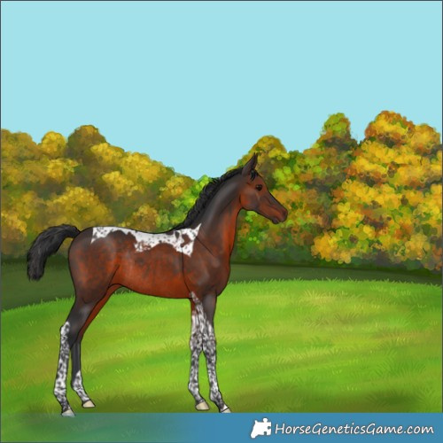 Horse Color:Brown Tobiano Rabicano 