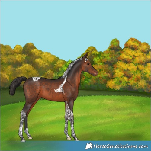 Horse Color:Brown Tobiano Appaloosa 