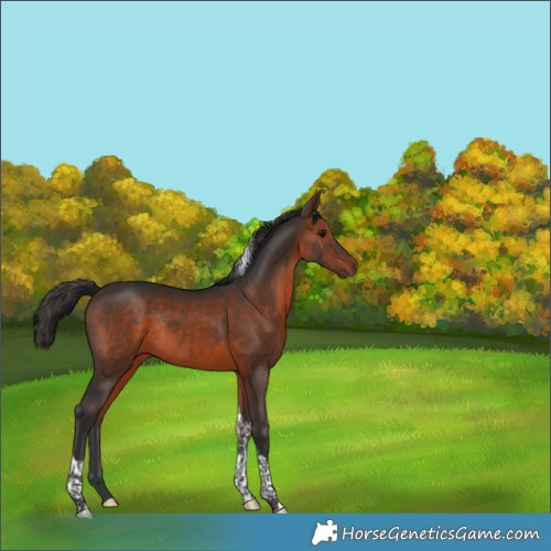 Horse Color:Brown Tobiano Rabicano 