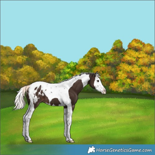 Horse Color:Liver Chestnut Mushroom Splash Tobiano Appaloosa 