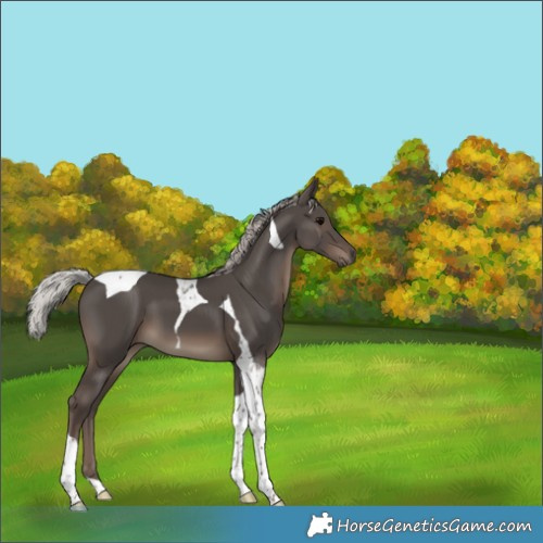 Horse Color:Silver Black Tobiano 