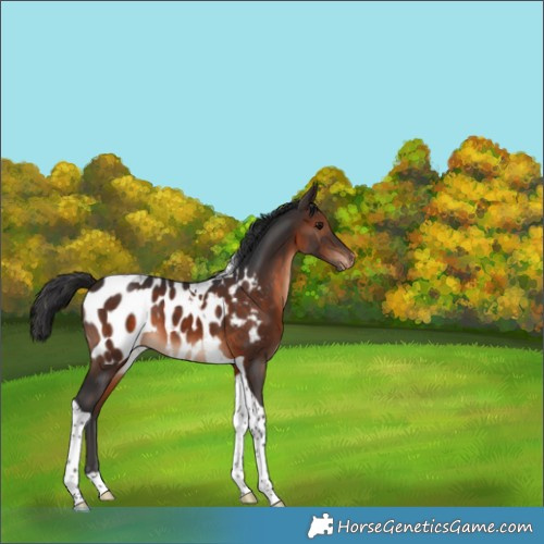 Horse Color:Brown Tobiano Appaloosa 
