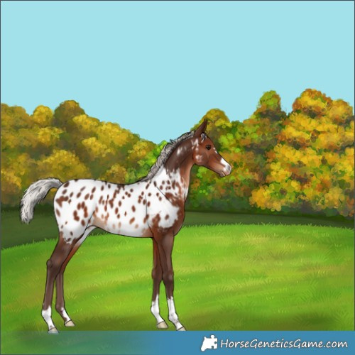Horse Color:Silver Brown Appaloosa 
