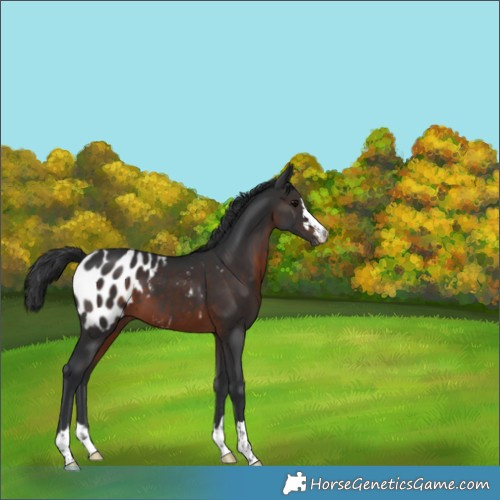 Horse Color:Brown Appaloosa 
