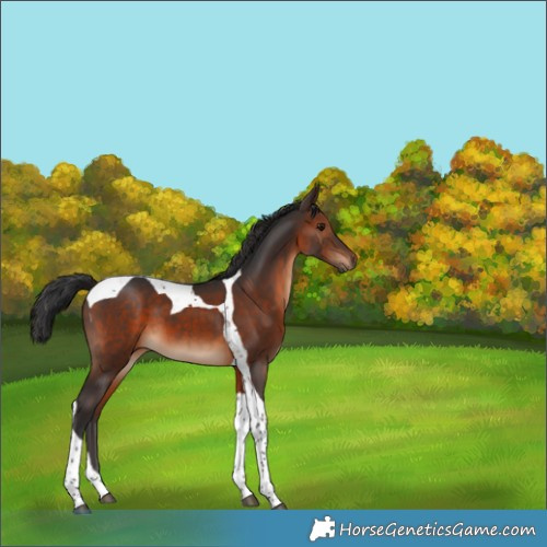 Horse Color:Brown Tobiano 