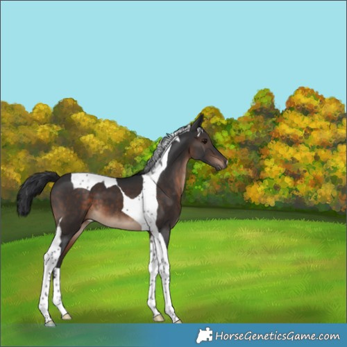 Horse Color:Brown Tobiano 
