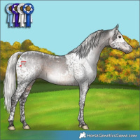 Horse Color:Gray Silver Brown Splash Tobiano Varnish 