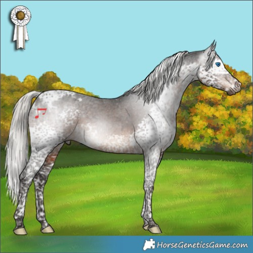 Horse Color:Gray Silver Brown Splash Tobiano Appaloosa 