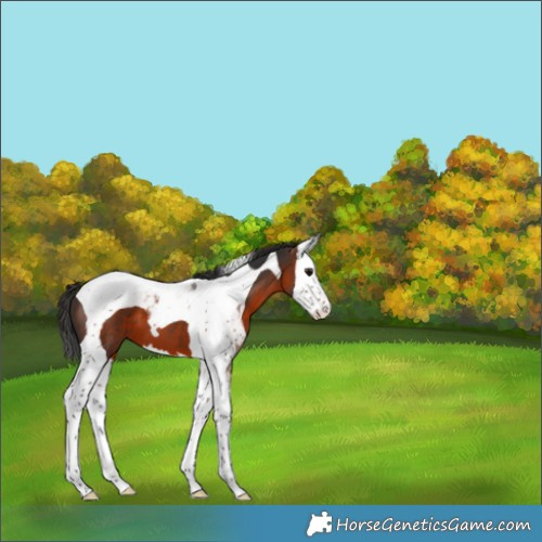 Horse Color:Brown Splash Tobiano 