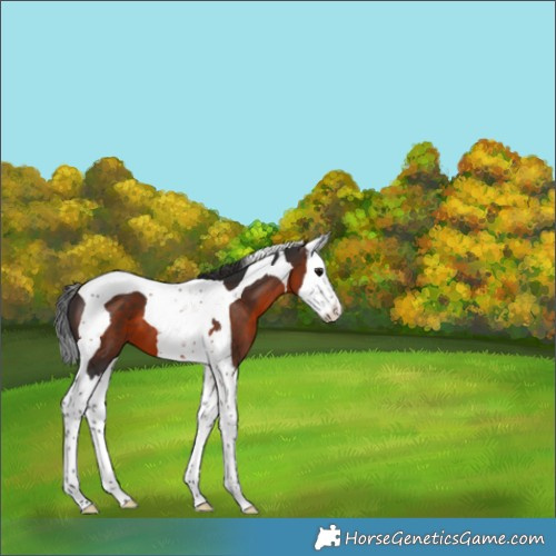 Horse Color:Brown Splash Tobiano 