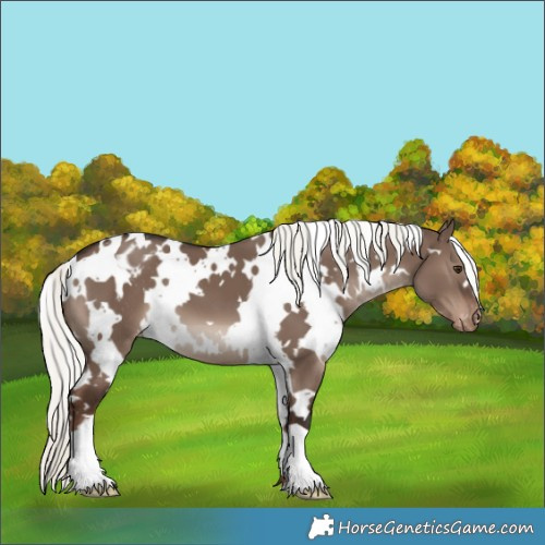 Horse Color:White Spotted Liver Red Dun Mushroom Appaloosa 