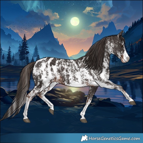 Horse Color:Liver Chestnut Sabino Splash Appaloosa  and Liver Chestnut Sabino Splash Appaloosa 
