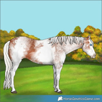 Horse Color:White Spotted Silver Bay Splash 