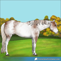 Horse Color:White Spotted Chestnut 